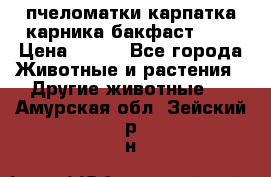 пчеломатки карпатка карника бакфаст F-1 › Цена ­ 800 - Все города Животные и растения » Другие животные   . Амурская обл.,Зейский р-н